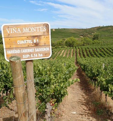 ¡Bienvenidos a Viña Montes!